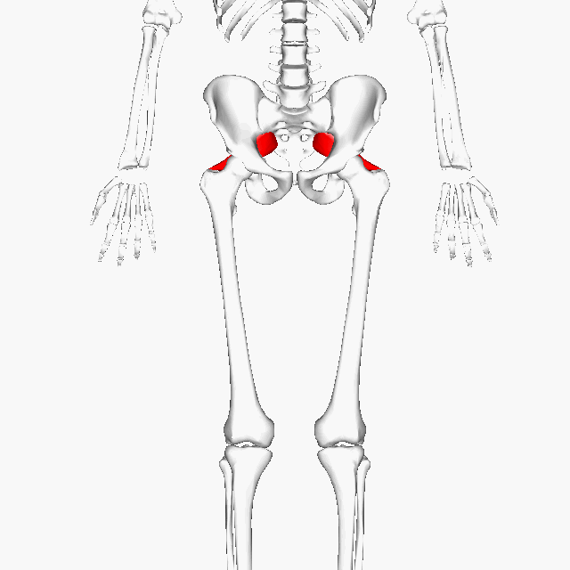 Piriformis Syndrom 1