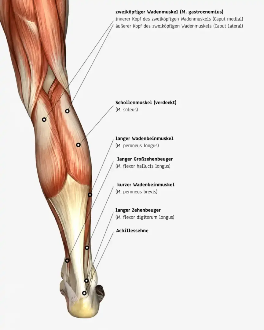 Ok Aber Da Steht Folgendes Zweikoepfiger Wadenmuskel M Gastrocnemius Innerer Kopf Des Zweikoepfigen Wadenmuskels Caput Medial Aeusserer Kopf Des Zweikoepfigen Wadenmuskels Caput Lateral Schollen